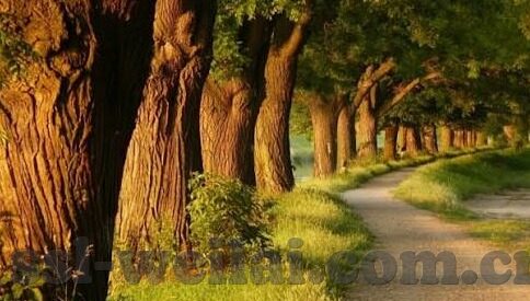 九游版阴阳师下载-探索九游版阴阳师,一场奇幻与策略的交织之旅